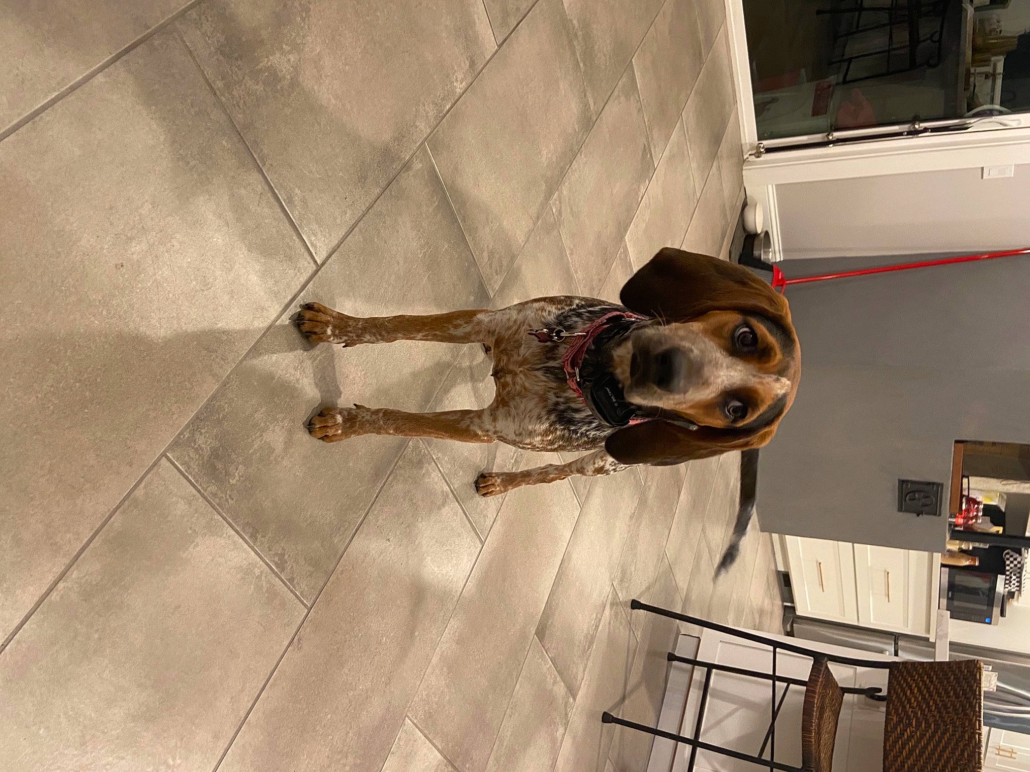 Sady joined the competition — help win amazing prizes! architecture, blue, dog_breed, eyewear, floor, flooring, fun, human, interior_design, lighting, mammal, organism, people, product, room, sporting_group, textile, vertebrate, wall, wood