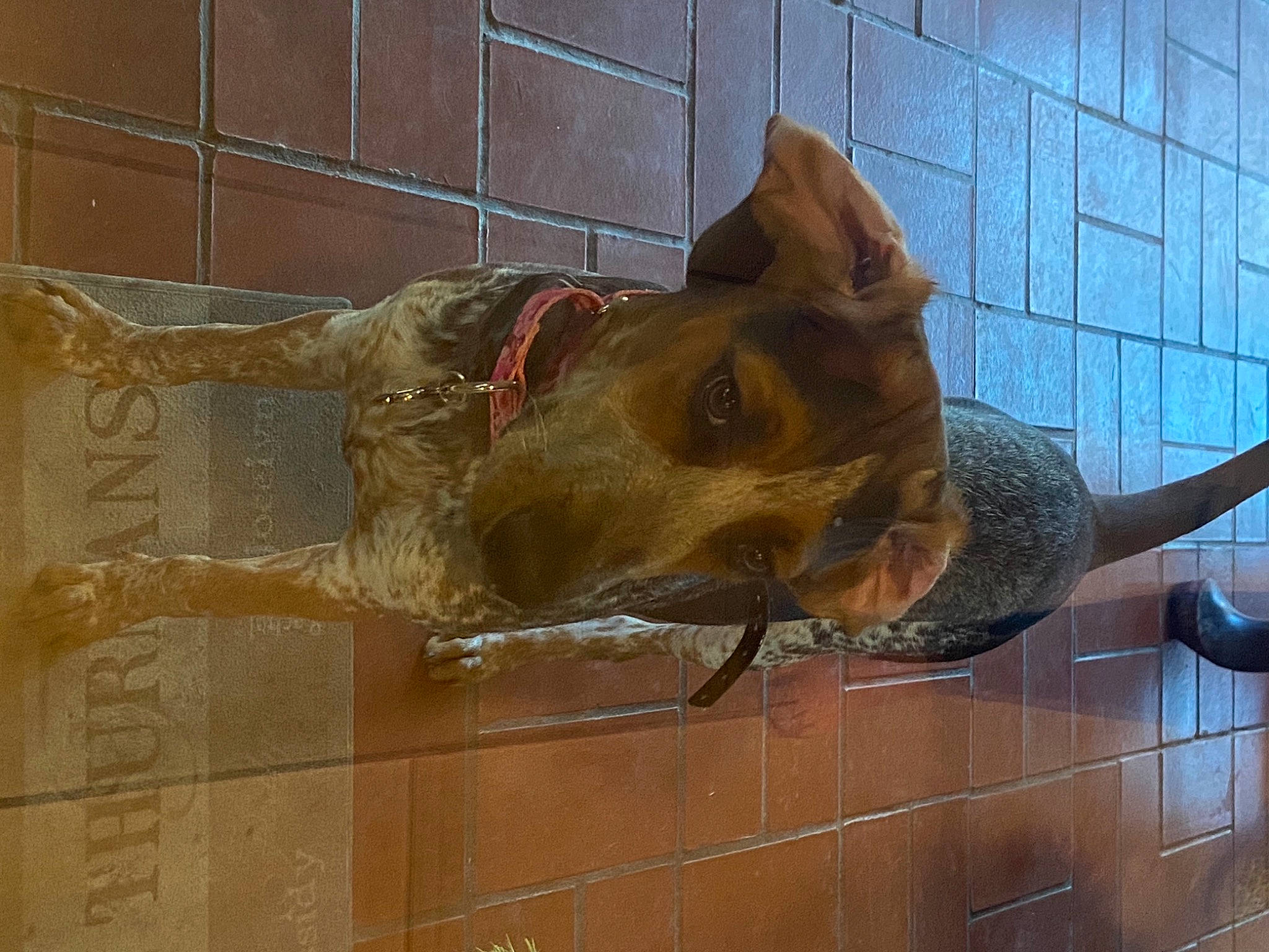 Sady is registered to the contest to win money with this photo: artifact, bronze, bronze_sculpture, canidae, carnivore, dog, dog_breed, fawn, hunting_dog, liver, sculpture, snout, sporting_group, statue, tile