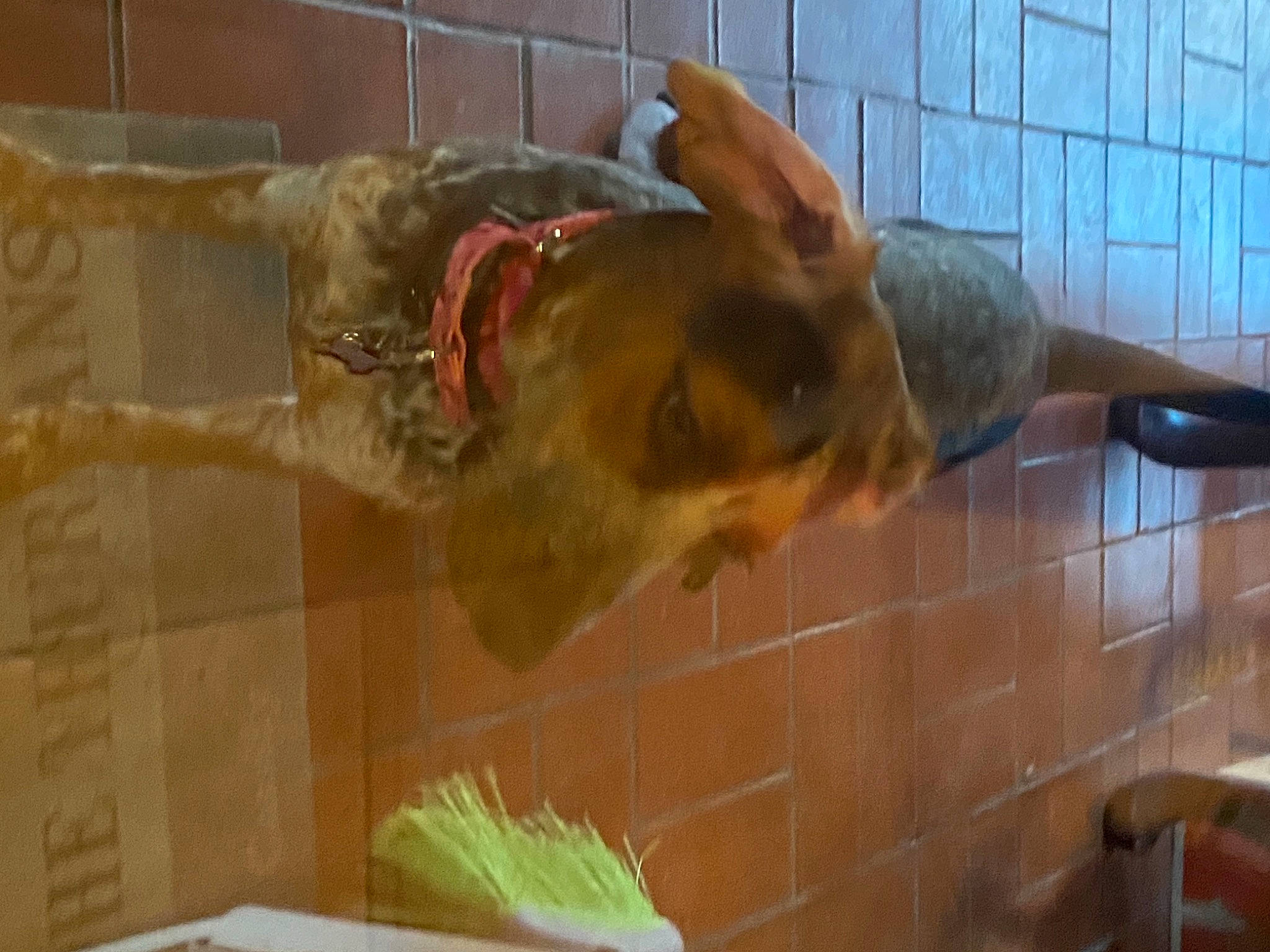 Sady joined the competition — help win amazing prizes! canidae, carnivore, collar, dog, dog_breed, dog_supply, ear, elbow, fawn, flooring, gesture, jaw, liver, pet_supply, room, snapshot, snout, sporting_group, working_animal, wrist