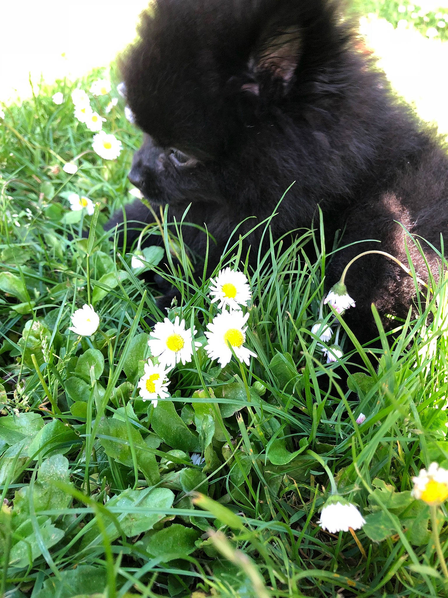 Stud joined the competition — help win amazing prizes! camomile, chamaemelum_nobile, chamomile, daisy, daisy_family, flower, flowering_plant, fur, grass, herbaceous_plant, marguerite_daisy, meadow, oxeye_daisy, pedicel, perennial_plant, petal, plant, snout, terrestrial_animal, wildflower