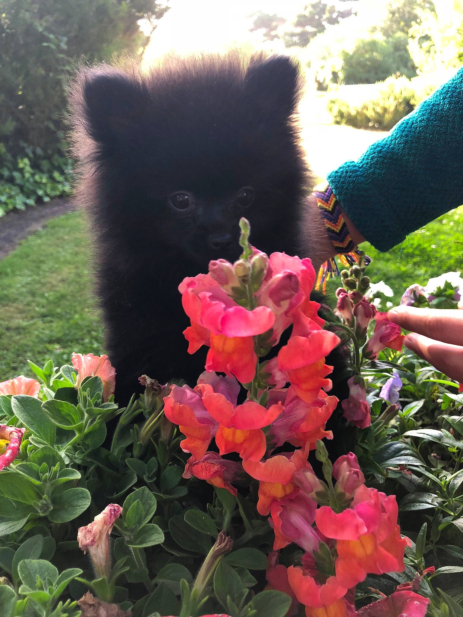 Stud is registered to the contest to win money with this photo: annual_plant, carnivore, flower, fur, garden, groundcover, landscaping, malvales, petal, shrub