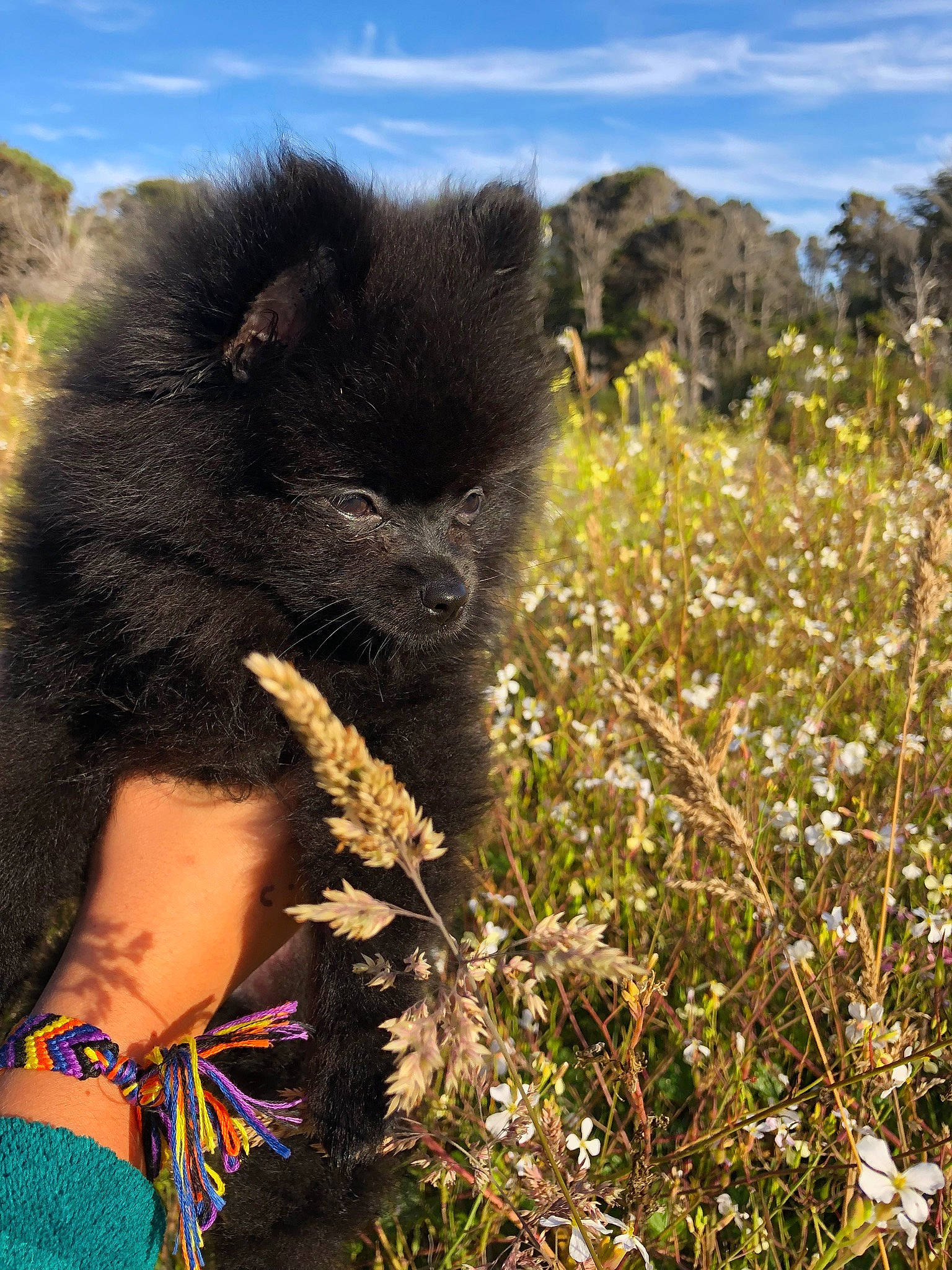 Stud is registered to the contest to win money with this photo: bracelet, fur, herbaceous_plant, meadow, prairie, primate, shrubland, snout, subshrub, terrestrial_animal, wildflower
