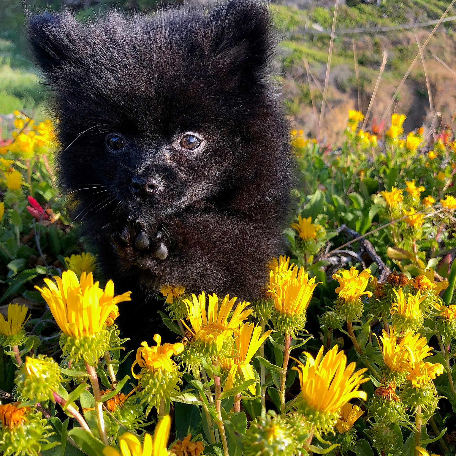 Stud joined the competition — help win amazing prizes! annual_plant, flower, fur, groundcover, herbaceous_plant, meadow, nature_reserve, organism, petal, plant, plant_community, plantation, prairie, shrubland, snout, terrestrial_animal, vegetation, wilderness, wildflower, wildlife