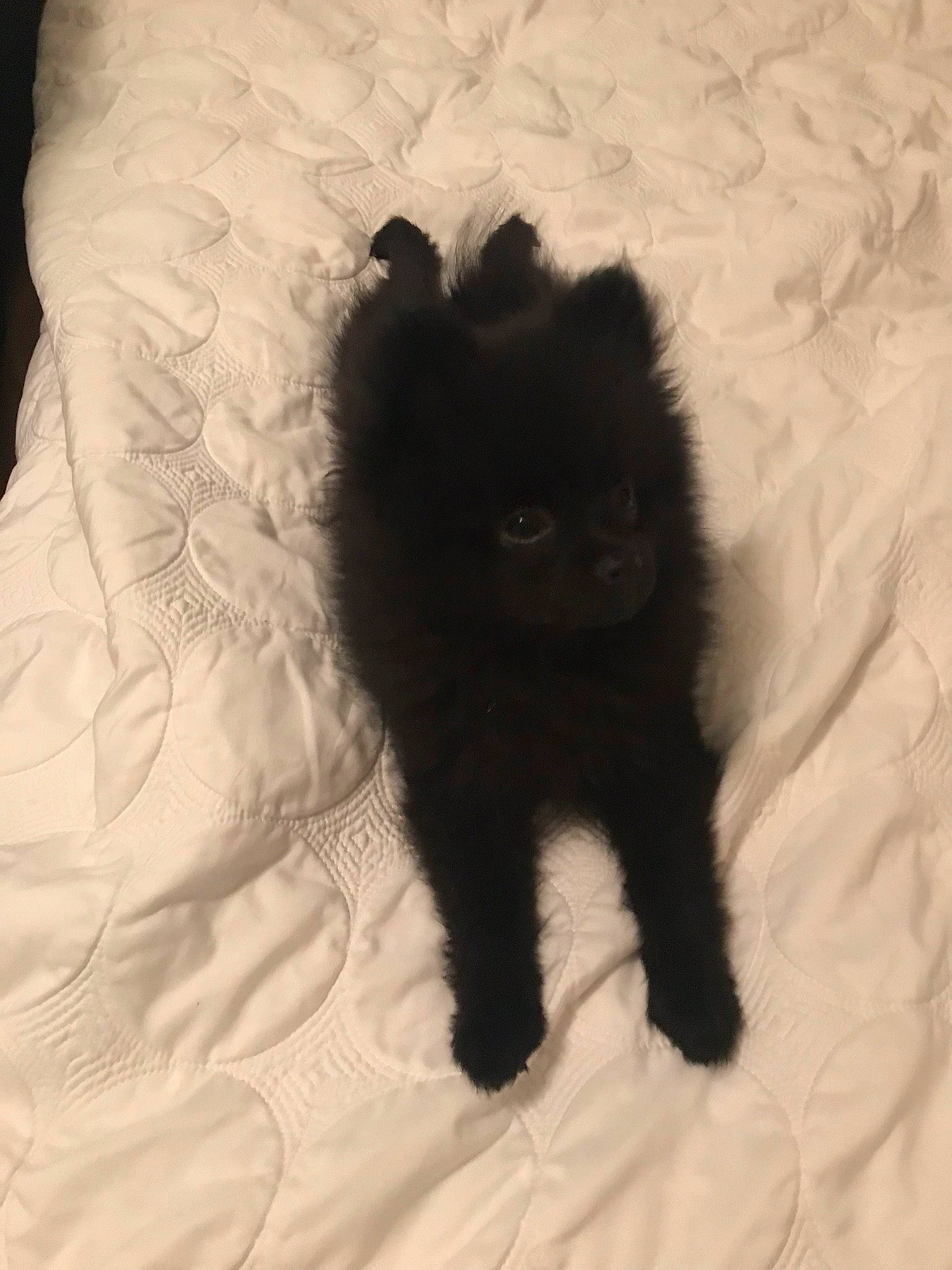 Stud joined the competition — help win amazing prizes! bed, bed_sheet, bedding, black, black_cat, carnivore, cat, felidae, fur, home_accessories, linens, small_to_medium_sized_cats, textile