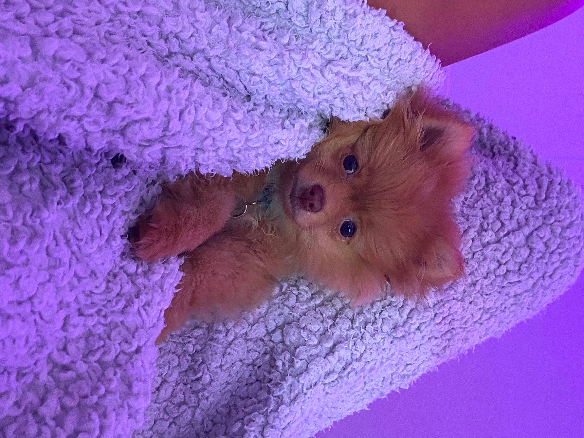 Ripley is registered to the contest to win money with this photo: event, fawn, fur, magenta, mouse, muroidea, pest, petal, pink, purple, rat, rodent, snout, stuffed_toy, tail, teddy_bear, toy, vertebrate, whiskers, wool