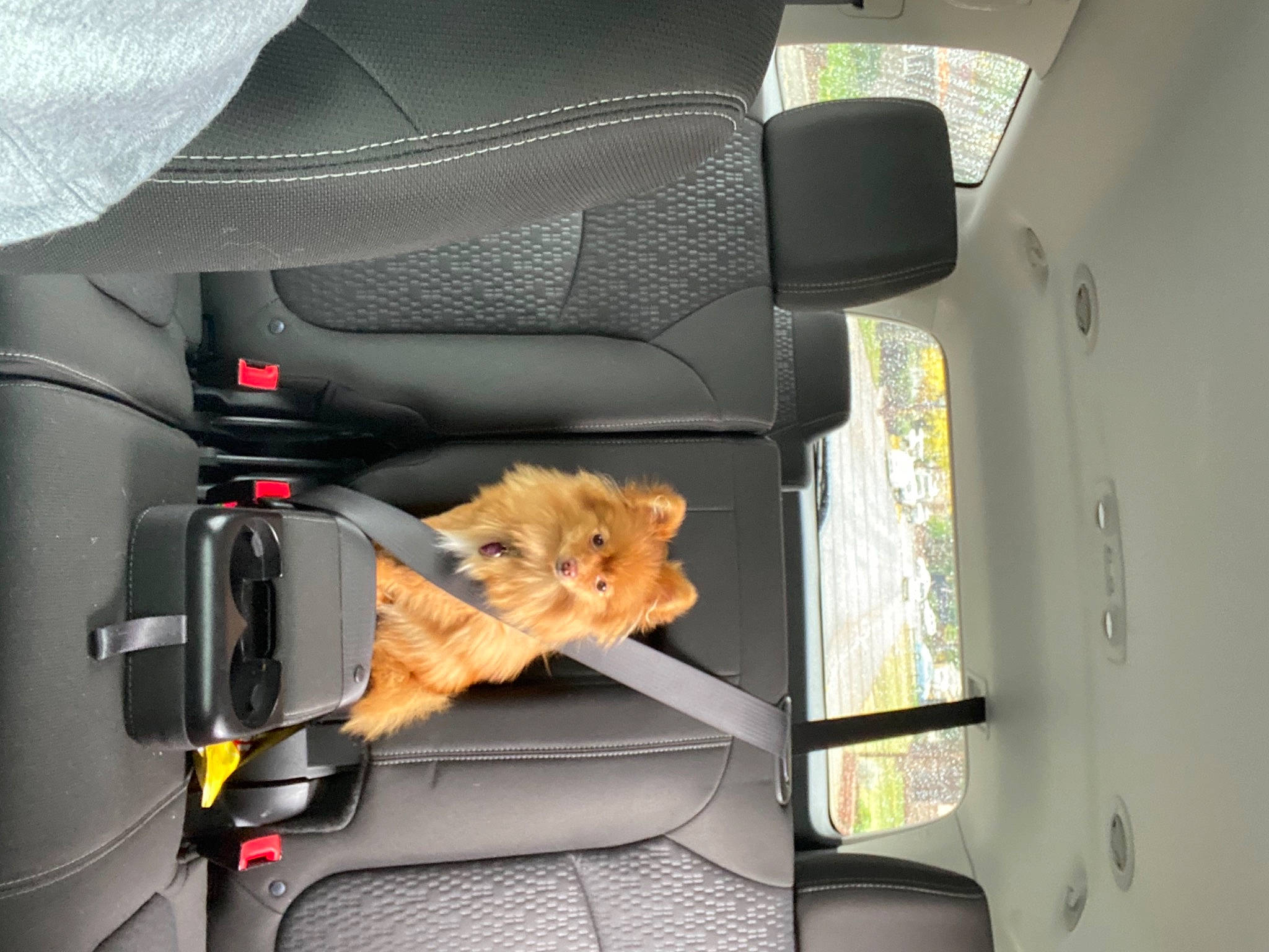 Ripley is registered to the contest to win money with this photo: auto_part, automotive_design, automotive_exterior, automotive_mirror, automotive_window_part, car, car_seat, car_seat_cover, carnivore, dog, family_car, fixture, head_restraint, luggage_and_bags, mode_of_transport, motor_vehicle, seat_belt, vehicle, vehicle_door, windshield