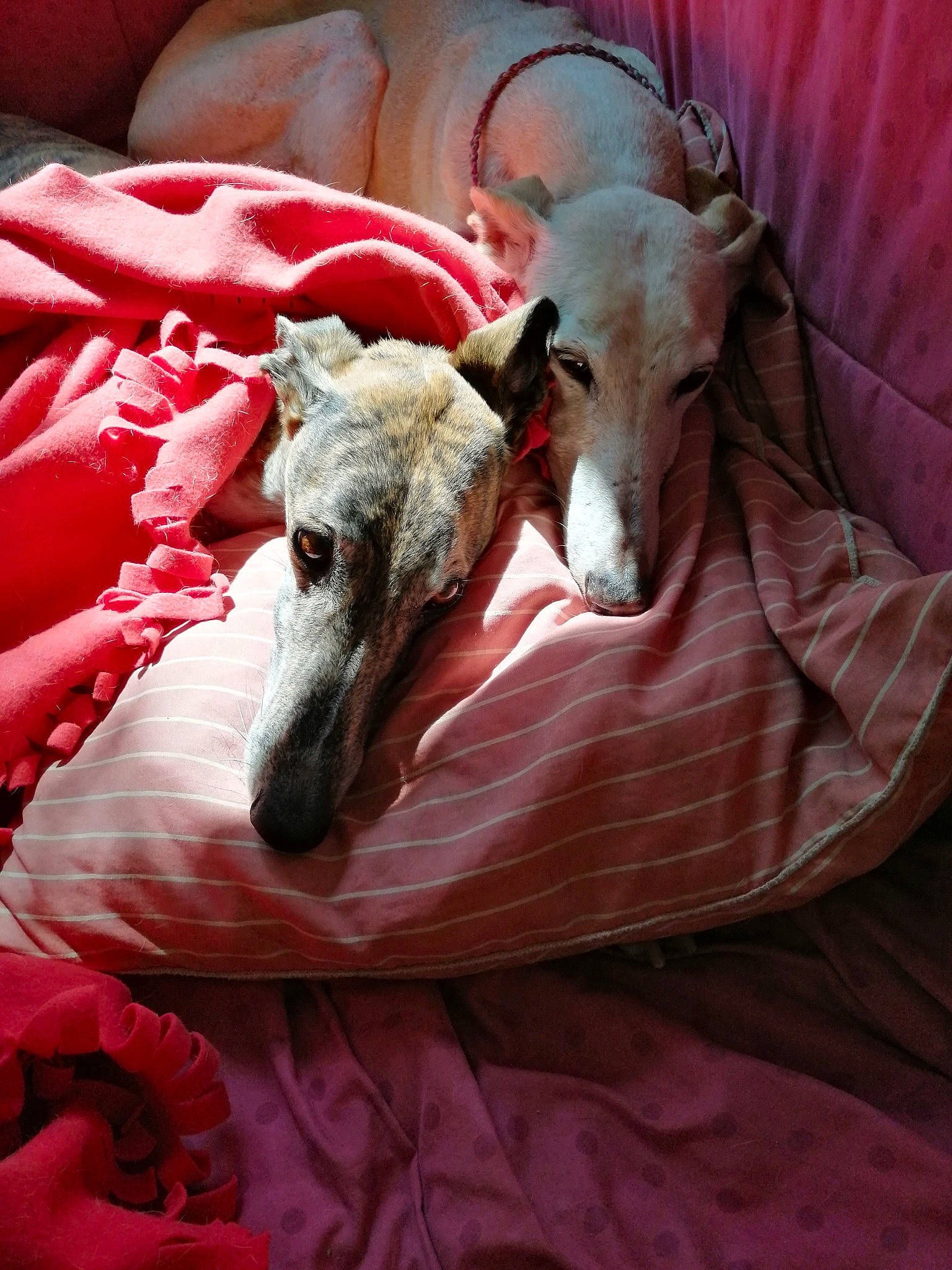 Liria a rejoint le concours — aidez-le/la à gagner de superbes lots ! canidae, carnivore, chippiparai, dog, dog_breed, galgo_espanol, greyhound, hortaya_borzaya, italian_greyhound, lurcher, magyar_agar, mammal, mudhol_hound, polish_greyhound, sighthound, sloughi, snout, toy_dog, vertebrate, whippet