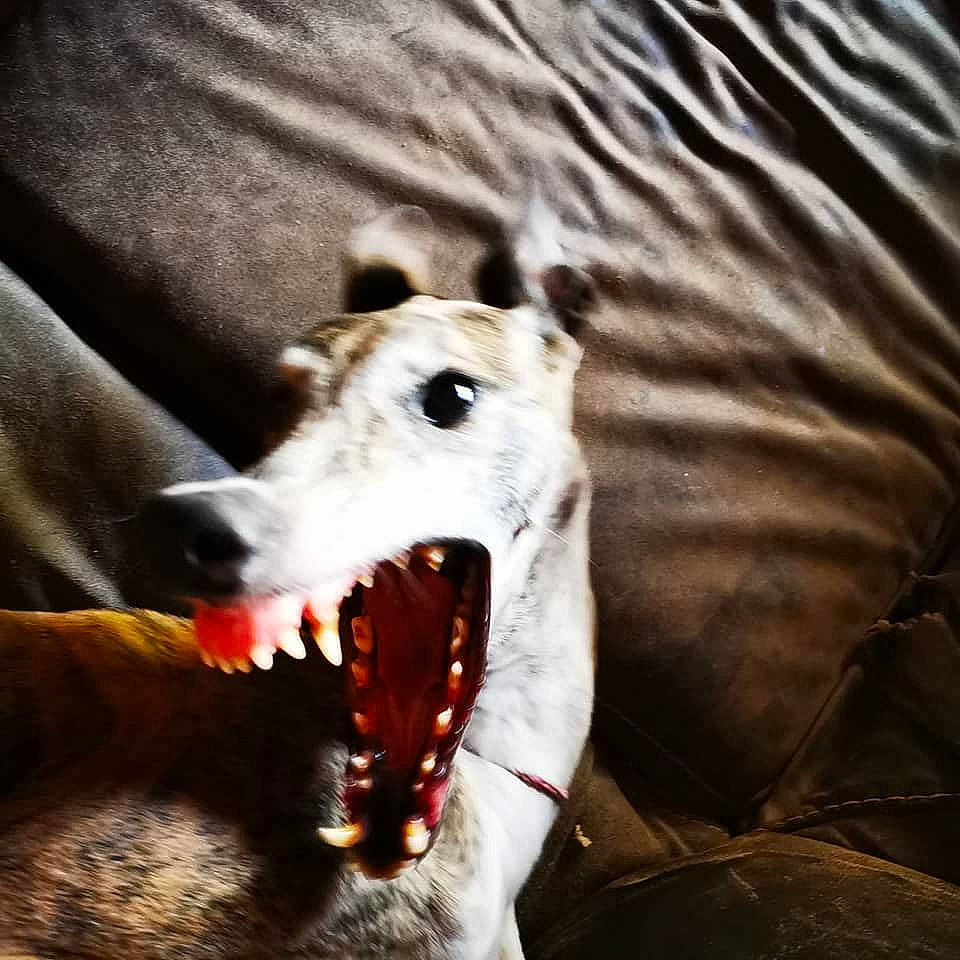 Liria a rejoint le concours — aidez-le/la à gagner de superbes lots ! borzoi, canidae, carnivore, dog, dog_breed, galgo_espanol, greyhound, hortaya_borzaya, magyar_agar, mammal, mudhol_hound, polish_greyhound, sighthound, sloughi, snout, vertebrate, whippet