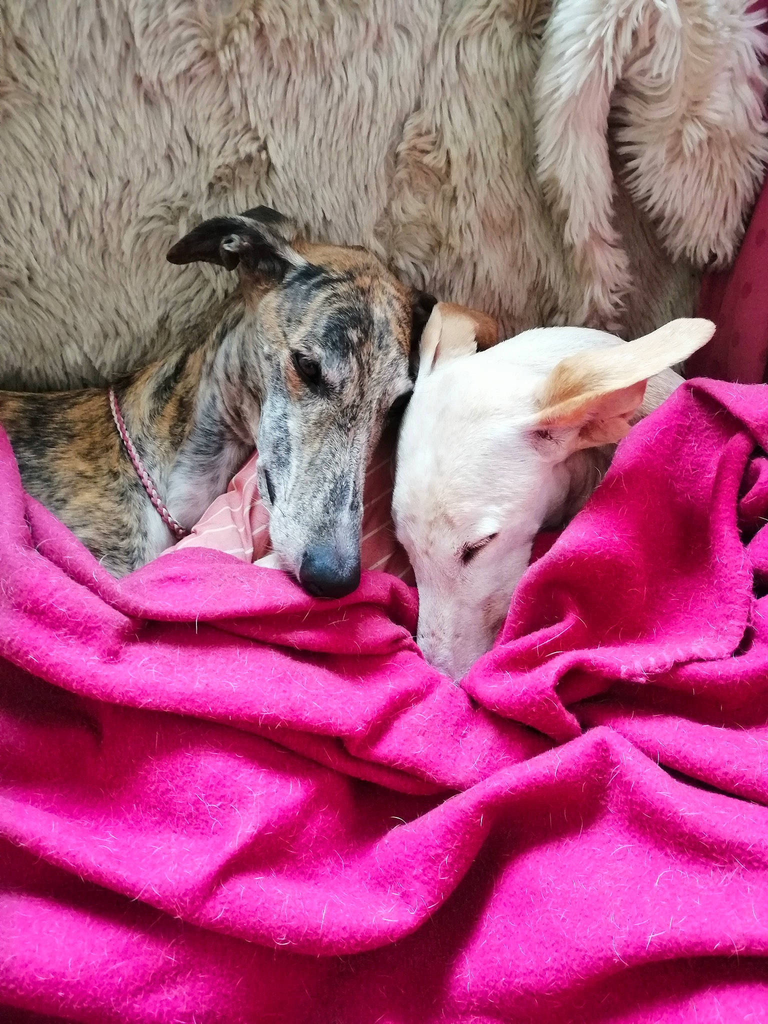 Liria a rejoint le concours — aidez-le/la à gagner de superbes lots ! canidae, carnivore, dog, dog_breed, fawn, galgo_espanol, greyhound, italian_greyhound, mammal, mudhol_hound, polish_greyhound, sighthound, silken_windhound, snout, vertebrate, whippet