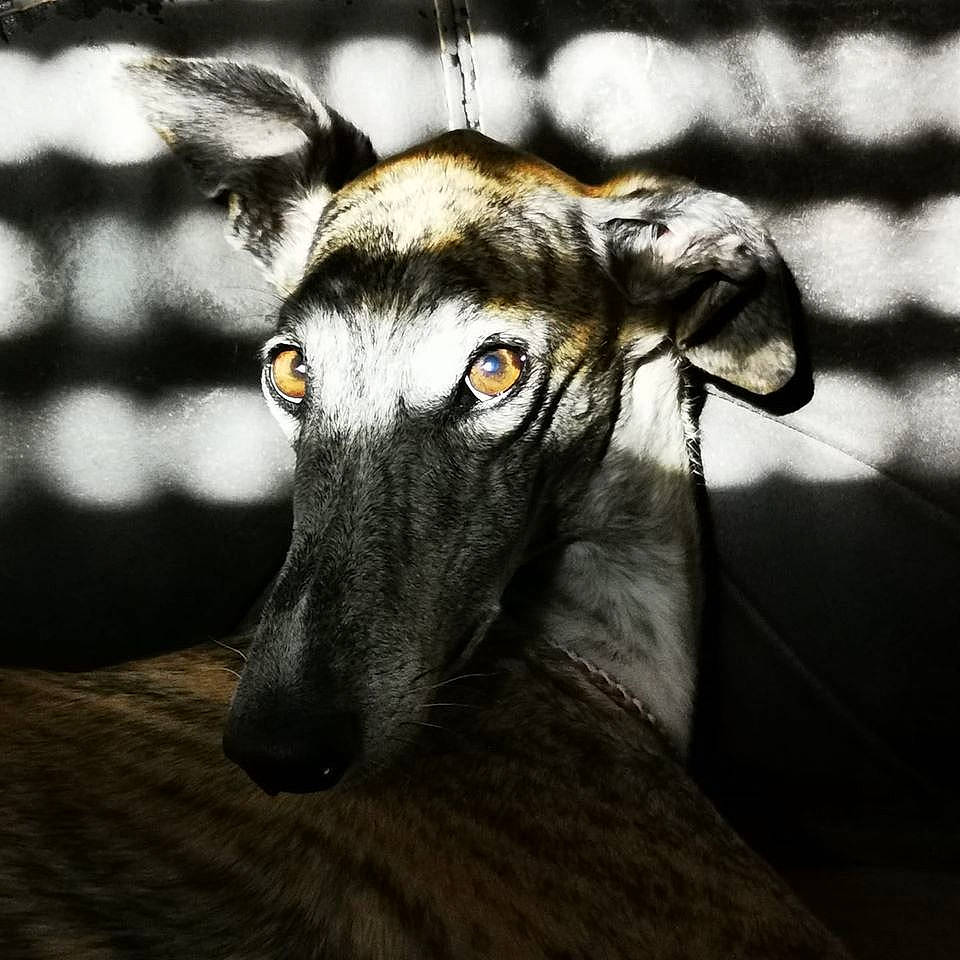 Liria participe au concours pour gagner de l'argent avec cette photo : canidae, carnivore, dog, dog_breed, galgo_espanol, greyhound, hortaya_borzaya, longhaired_whippet, lurcher, magyar_agar, mammal, mudhol_hound, polish_greyhound, sighthound, silken_windhound, sloughi, snout, vertebrate, whippet, whiskers
