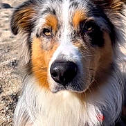 Saiko participe au concours pour gagner de l'argent avec cette photo : dog, australian_shepherd, beach, sand, ocean, water, animal, pet, portrait, fur, close_up, outdoor, sunlight, nature, canine, mammal, face, ears, whiskers, collar