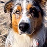 dog, australian_shepherd, beach, sand, ocean, water, animal, pet, portrait, fur, close_up, outdoor, sunlight, nature, canine, mammal, face, ears, whiskers, collar
