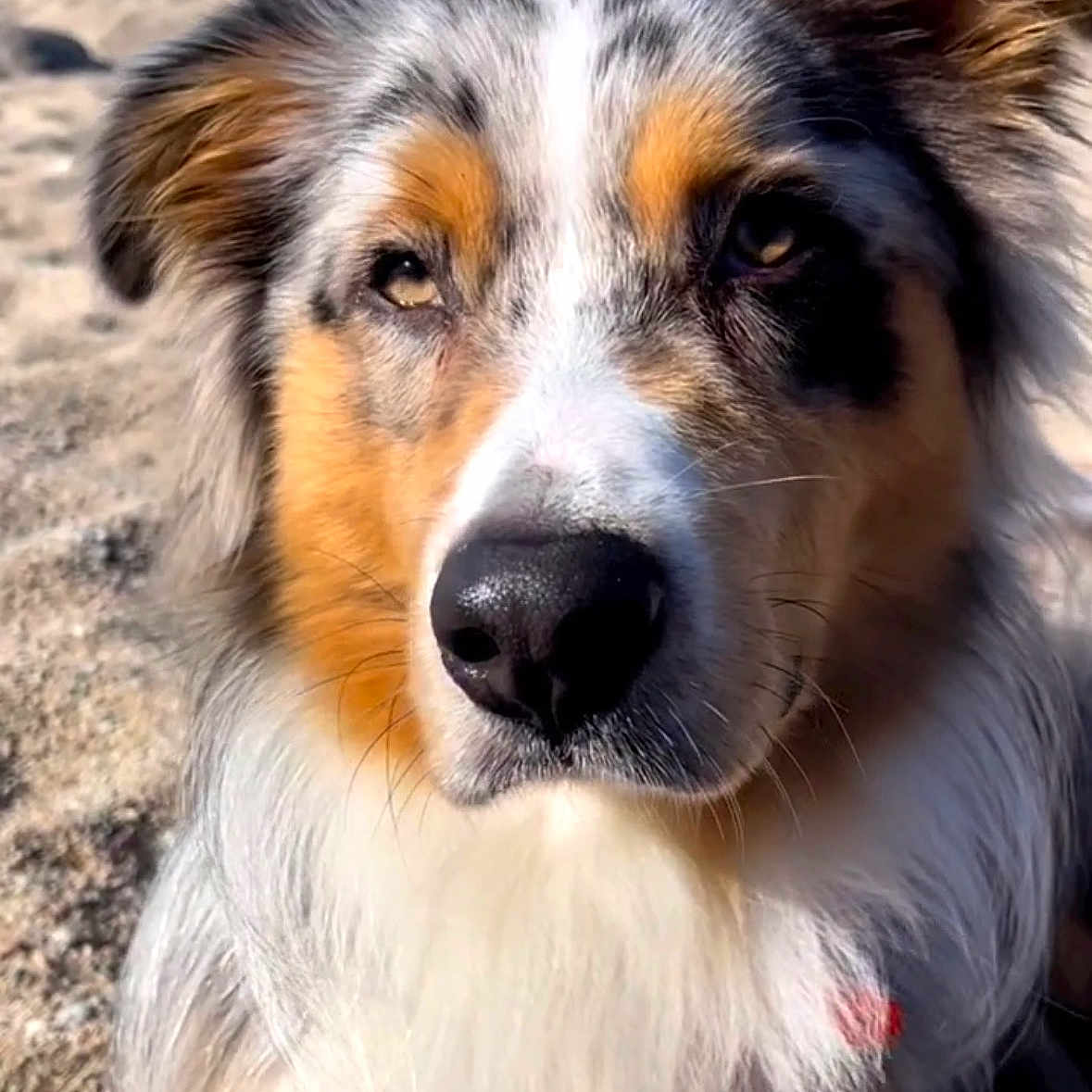 Saiko participe au concours pour gagner de l'argent avec cette photo : dog, australian_shepherd, beach, sand, ocean, water, animal, pet, portrait, fur, close_up, outdoor, sunlight, nature, canine, mammal, face, ears, whiskers, collar