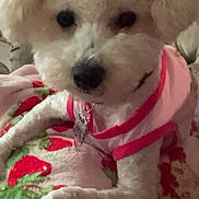 Daisy-May is registered to the contest to win money with this photo: dog, white_dog, curly_fur, pet, blanket, strawberry_pattern, pink_shirt, indoor, cute, small_dog, animal, fur, collar, cozy, relaxed, paw, lying_down, companion, domestic, friendly