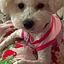 dog, white_dog, curly_fur, pet, blanket, strawberry_pattern, pink_shirt, indoor, cute, small_dog, animal, fur, collar, cozy, relaxed, paw, lying_down, companion, domestic, friendly