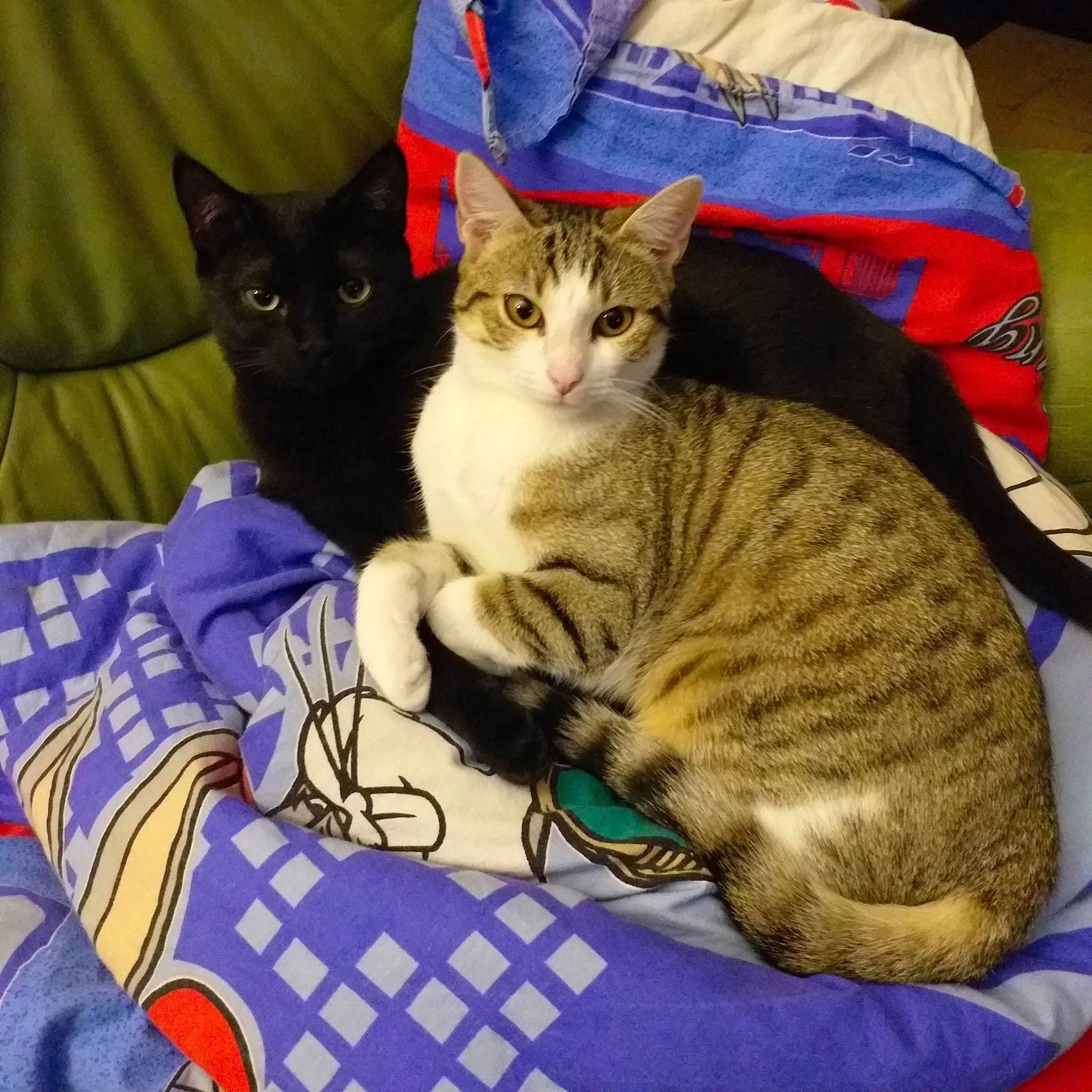 Pimprenelle Et Pietra