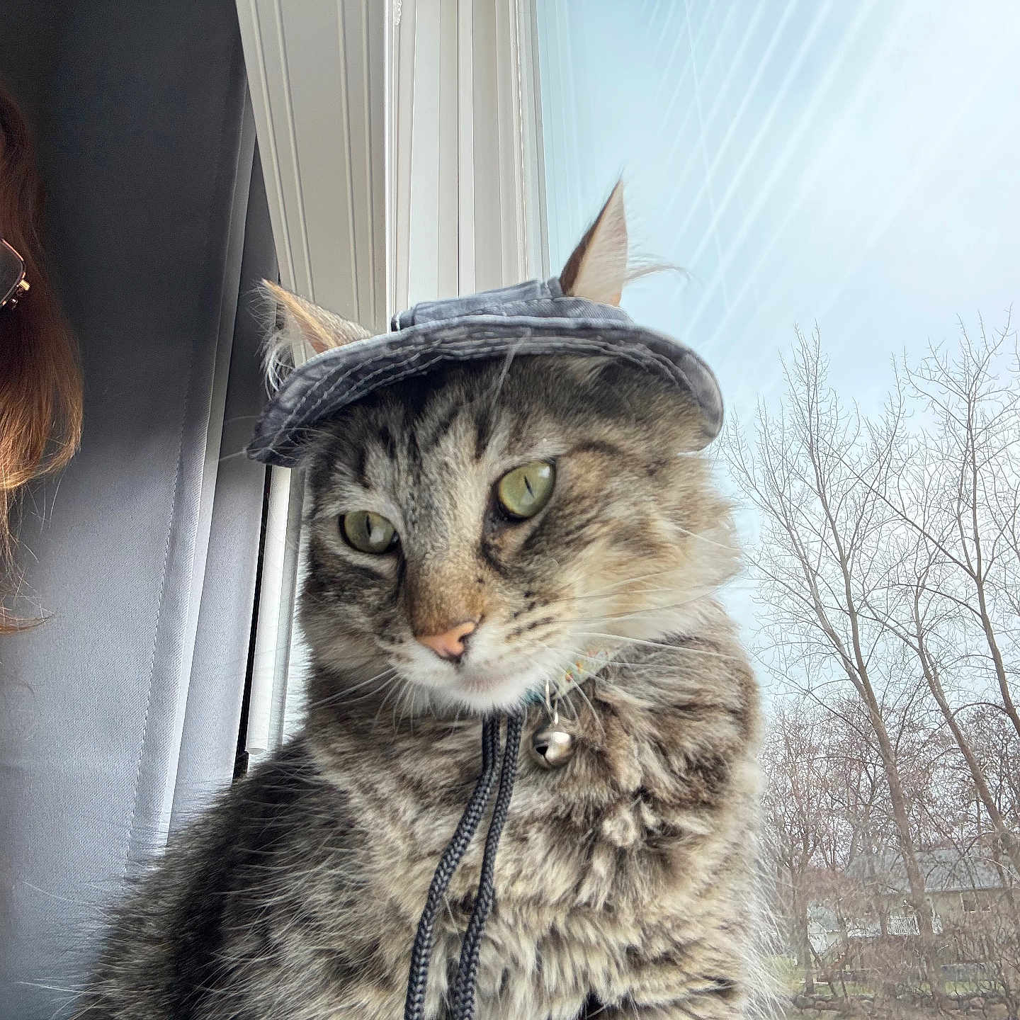 Mater is registered to the contest to win money with this photo: bell, casual, cat, collar, curious, daylight, denim, face, fur, glasses, hat, indoor, person, pet, reflection, smile, tabby_cat, tree, window, young_woman