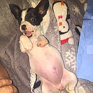 Addie is registered to the contest to win money with this photo: animal, black_and_white, blanket, comfort, cozy, cute, dog, expression, fur, hand, indoor, lying_down, paw, pet, pink_belly, playful, puppy, resting, small_dog, snowman_pattern