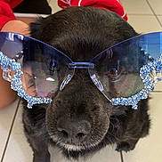 Sunday a rejoint le concours — aidez-le/la à gagner de superbes lots ! dog, black_dog, sunglasses, blue_sunglasses, rhinestones, pet, indoor, tile_floor, person, red_sweater, spiderweb_pattern, close_up, animal, cute, face, nose, fur, eyewear, fashion, portrait