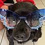 dog, black_dog, sunglasses, blue_sunglasses, rhinestones, pet, indoor, tile_floor, person, red_sweater, spiderweb_pattern, close_up, animal, cute, face, nose, fur, eyewear, fashion, portrait