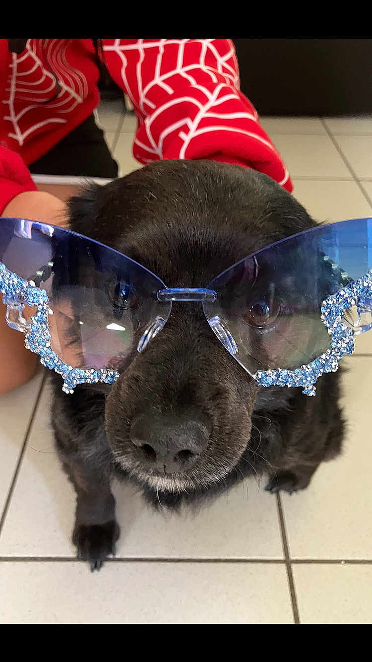 Sunday a rejoint le concours — aidez-le/la à gagner de superbes lots ! dog, black_dog, sunglasses, blue_sunglasses, rhinestones, pet, indoor, tile_floor, person, red_sweater, spiderweb_pattern, close_up, animal, cute, face, nose, fur, eyewear, fashion, portrait