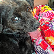 Sunday a rejoint le concours — aidez-le/la à gagner de superbes lots ! animal, black_dog, blanket, candy_pattern, close_up, colorful, cozy, cute, dog, eyes, flower_pattern, fur, happy, human_leg, indoor, patterned_blanket, pet, playful, snuggling, tongue_out