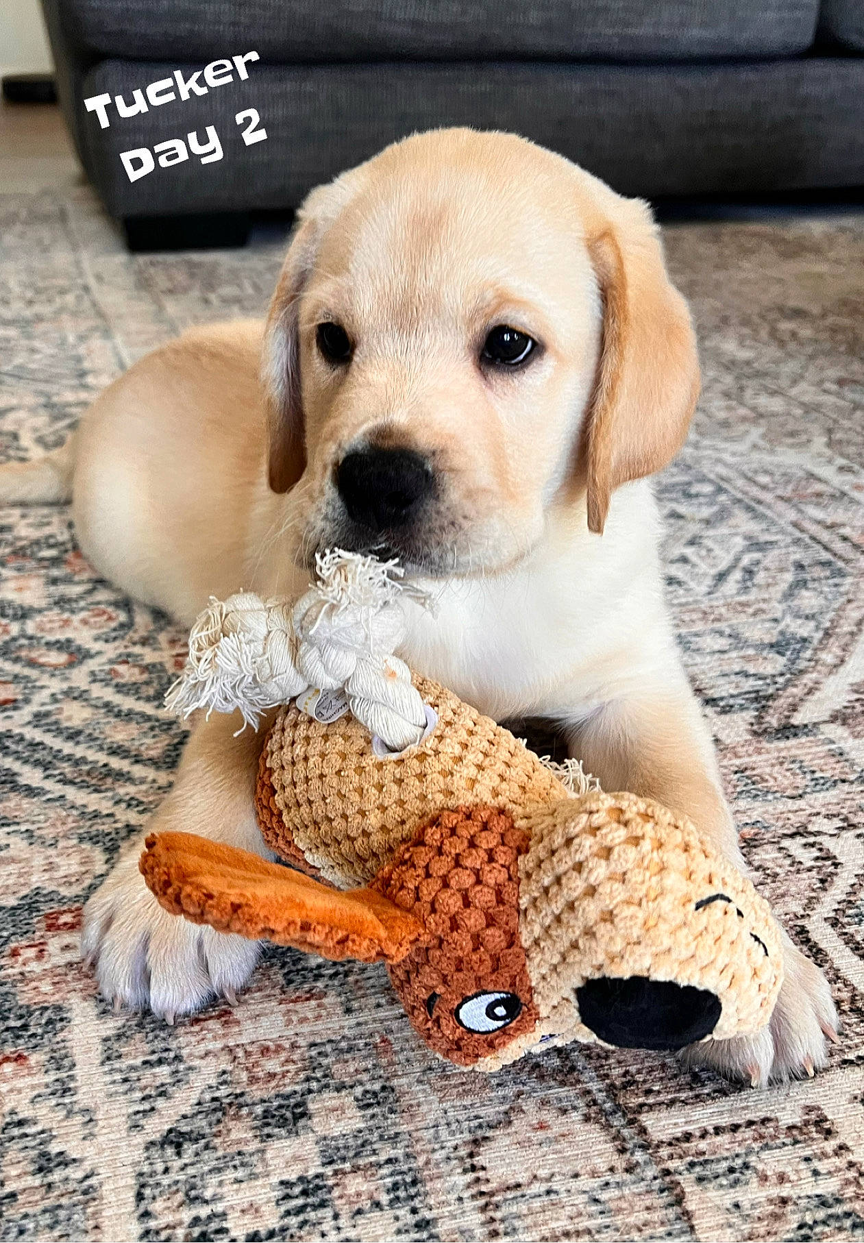Tucker is registered to the contest to win money with this photo: canidae, carnivore, companion_dog, dog, dog_breed, dog_supply, fawn, flooring, fur, pattern, paw, pet_supply, puppy, puppy_love, snout, sporting_group, stuffed_toy, toy, whiskers, working_animal