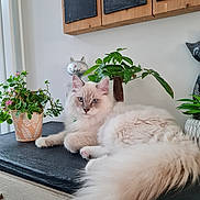 Aslan a rejoint le concours — aidez-le/la à gagner de superbes lots ! cat, fluffy_cat, indoor, plant, potted_plant, tabletop, decor, wooden_sign, greenery, relaxed, pet, feline, animal, home, cozy, face, whiskers, tail, ears, domestic_cat
