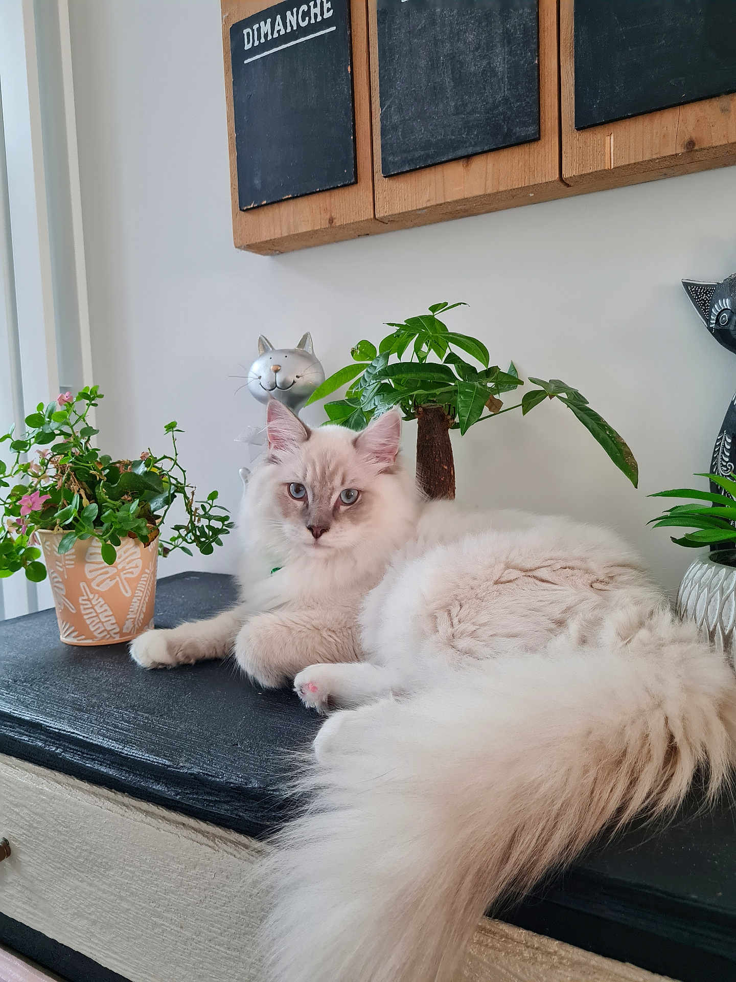 Aslan a rejoint le concours — aidez-le/la à gagner de superbes lots ! cat, fluffy_cat, indoor, plant, potted_plant, tabletop, decor, wooden_sign, greenery, relaxed, pet, feline, animal, home, cozy, face, whiskers, tail, ears, domestic_cat