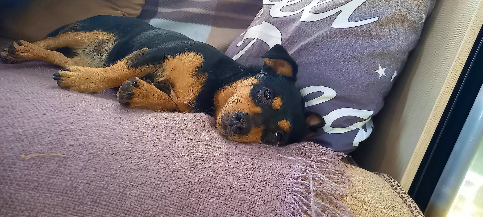 Millie joined the competition — help win amazing prizes! blanket, canidae, carnivore, comfort, companion_dog, dog, dog_breed, fawn, fur, guard_dog, linens, nap, paw, pinscher, sleeve, snout, sporting_group, terrestrial_animal, toy_dog, whiskers