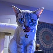 Zërø is registered to the contest to win money with this photo: cat, blue_eyes, cat_tree, indoor, feline, pet, collar, star_pendant, licking_nose, tapestry, furniture, shoes, cozy, domestic, cute, animal, whiskers, ears, paws, sitting