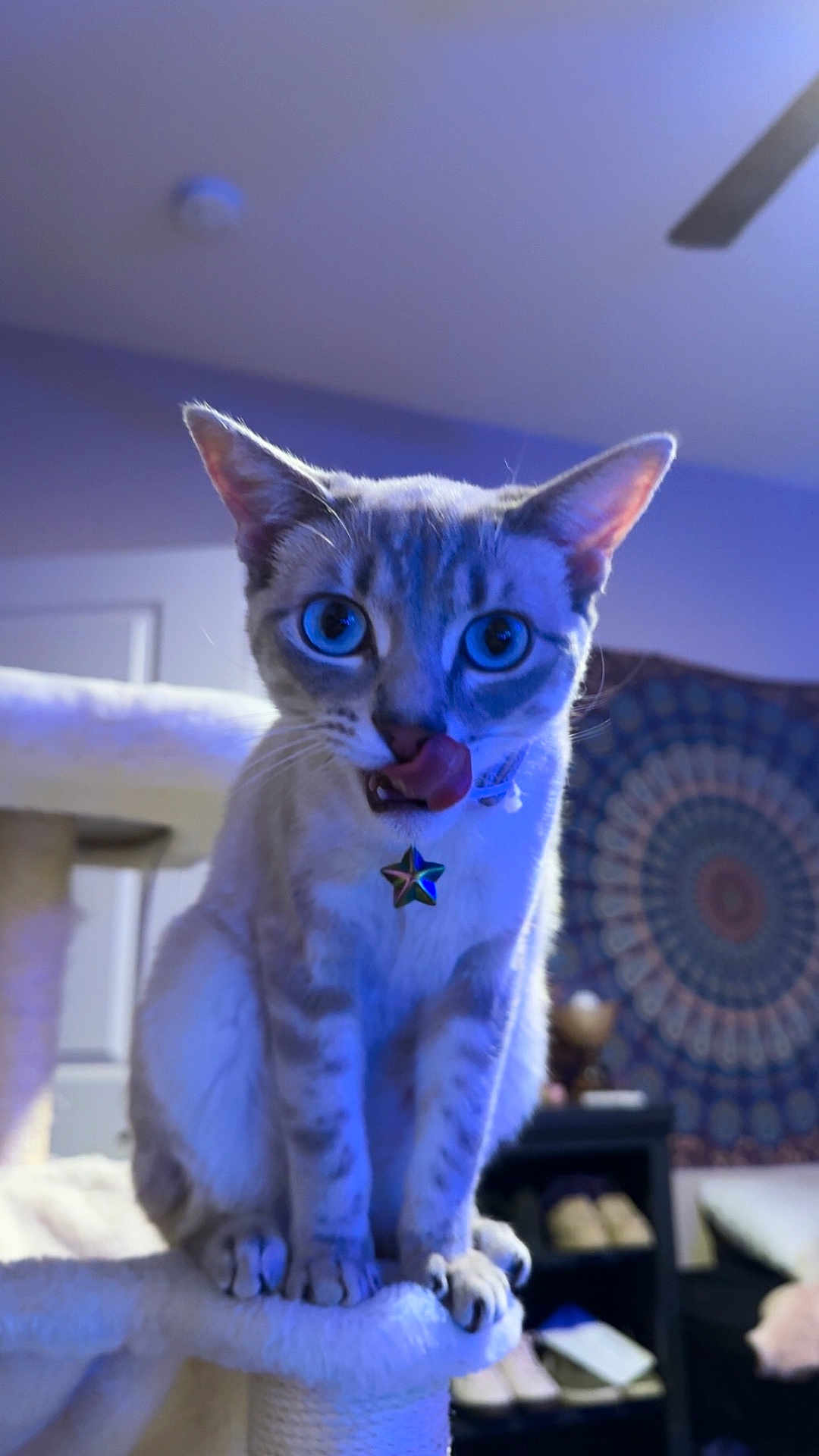 Zërø is registered to the contest to win money with this photo: cat, blue_eyes, cat_tree, indoor, feline, pet, collar, star_pendant, licking_nose, tapestry, furniture, shoes, cozy, domestic, cute, animal, whiskers, ears, paws, sitting