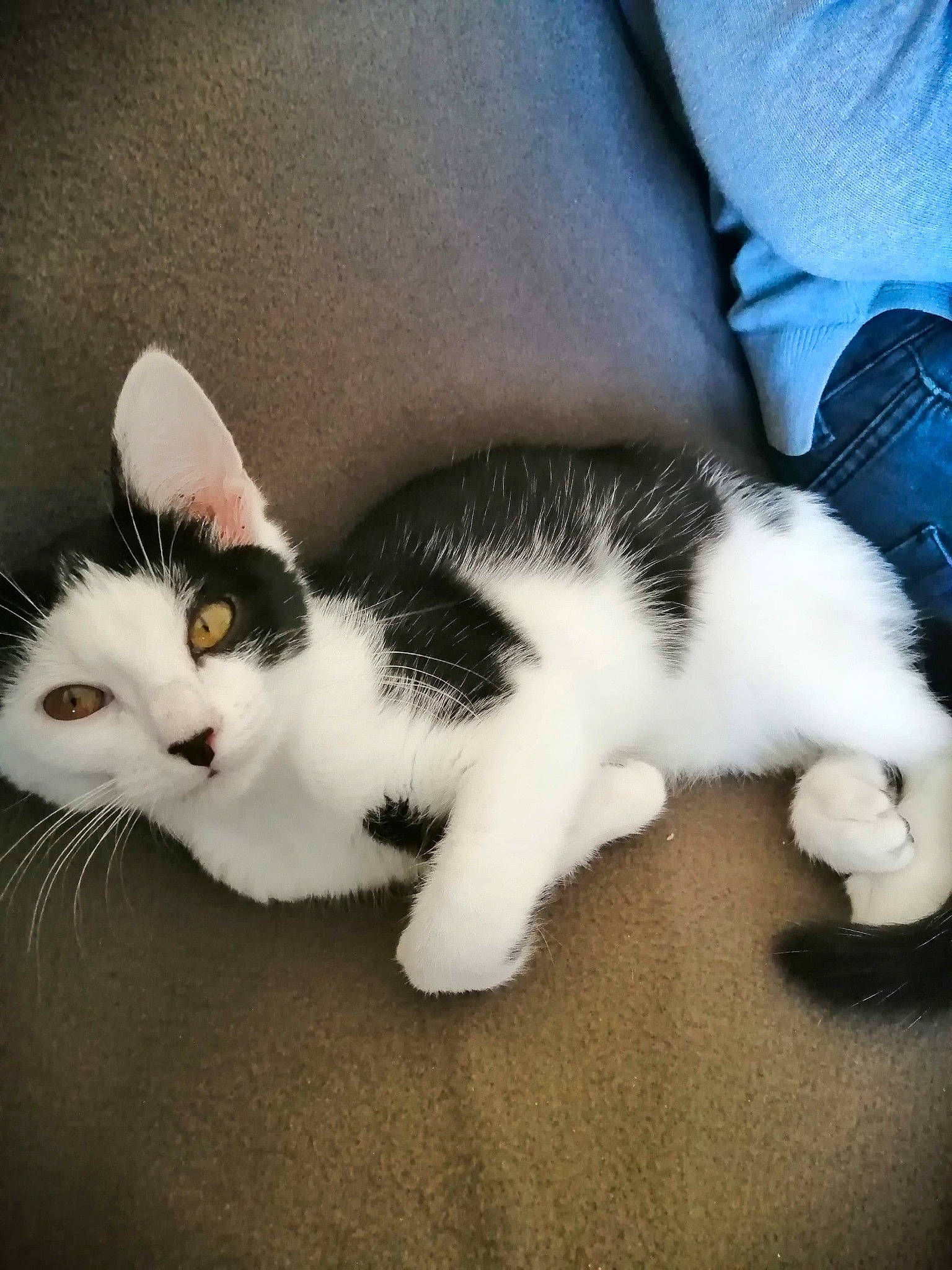 Karma participe au concours pour gagner de l'argent avec cette photo : aegean_cat, american_wirehair, carnivore, cat, domestic_short_haired_cat, ear, european_shorthair, felidae, fur, japanese_bobtail, kitten, leg, mammal, nose, paw, polydactyl_cat, skin, small_to_medium_sized_cats, tail, whiskers