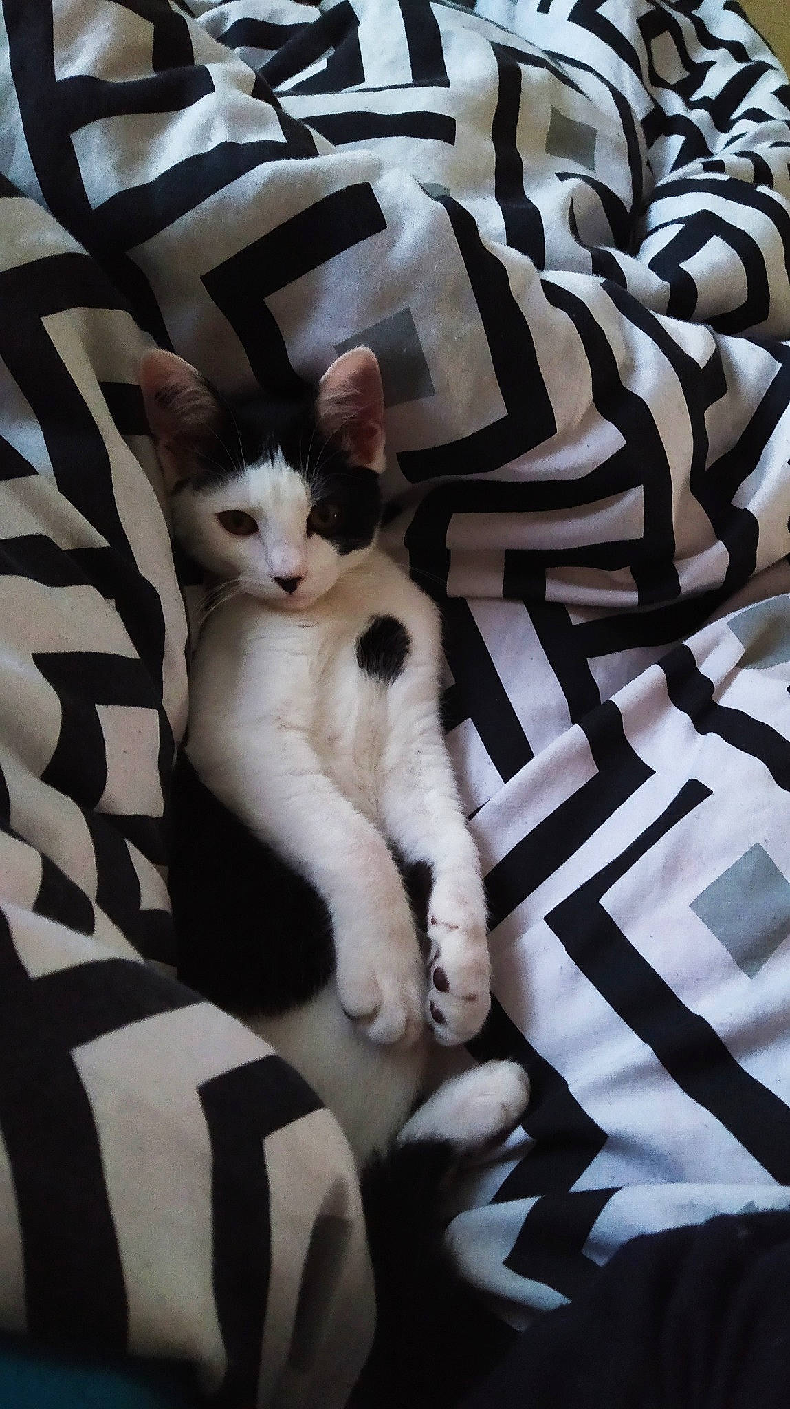 Karma a rejoint le concours — aidez-le/la à gagner de superbes lots ! asian, black_and_white, carnivore, cat, felidae, fur, kitten, linens, mammal, small_to_medium_sized_cats, tail, whiskers