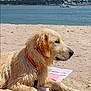 Azur a rejoint le concours — aidez-le/la à gagner de superbes lots ! dog, golden_retriever, puppy, beach, sand, wet_fur, collar, leash, calm, sea, water, outdoor, summer, relaxed, animal, pet, nature, sunlight, shoreline, canine