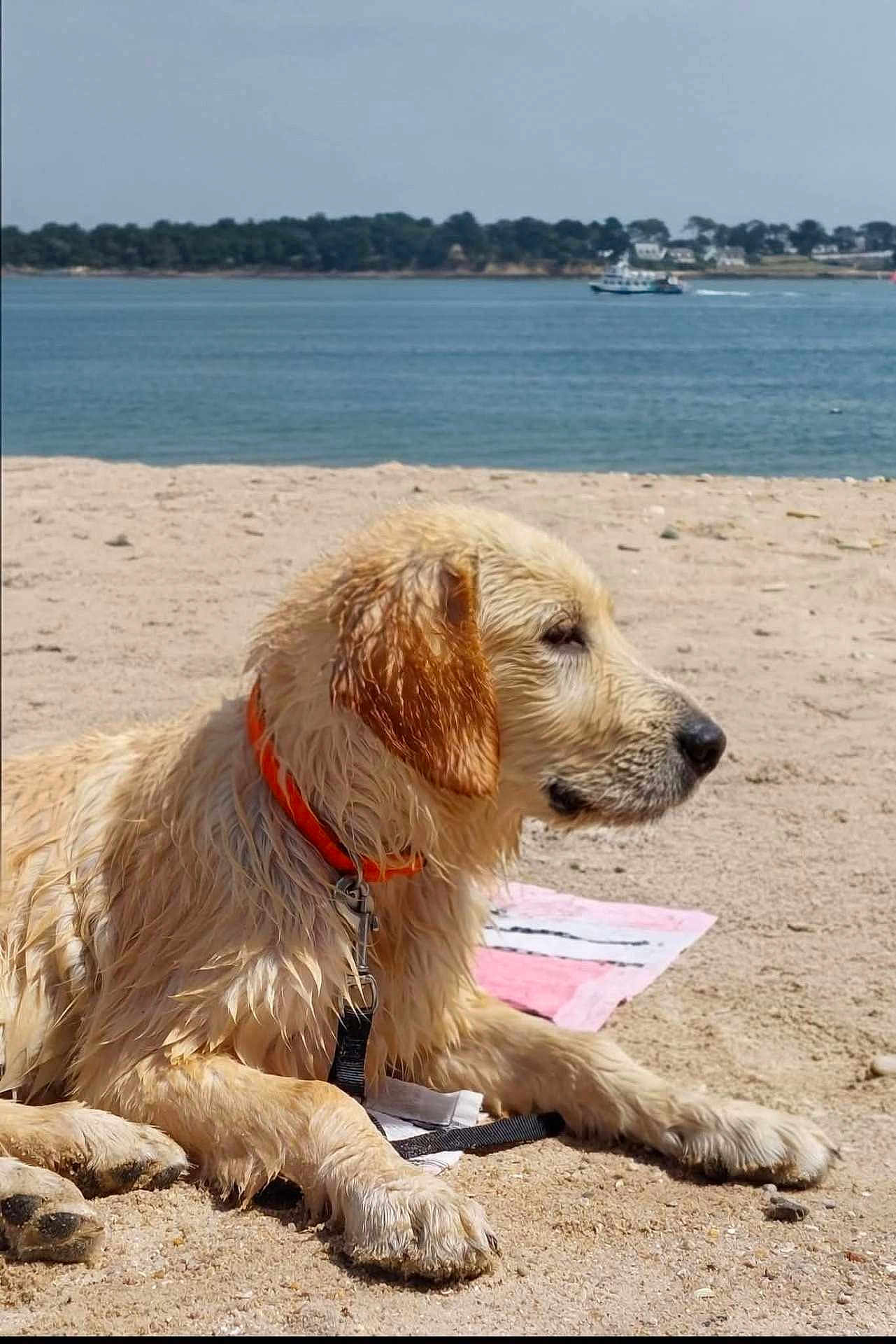Azur a rejoint le concours — aidez-le/la à gagner de superbes lots ! dog, golden_retriever, puppy, beach, sand, wet_fur, collar, leash, calm, sea, water, outdoor, summer, relaxed, animal, pet, nature, sunlight, shoreline, canine