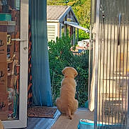 Azur participe au concours pour gagner de l'argent avec cette photo : dog, puppy, golden_retriever, door, open_door, curtain, garden, plants, greenery, sunlight, indoor, floor, rug, bag, wooden_floor, sitting, back_view, house, shelving, cozy