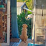 dog, puppy, golden_retriever, door, open_door, curtain, garden, plants, greenery, sunlight, indoor, floor, rug, bag, wooden_floor, sitting, back_view, house, shelving, cozy