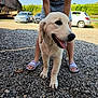 Azur a rejoint le concours — aidez-le/la à gagner de superbes lots ! barn, car, casual_clothing, daylight, dog, golden_retriever, gravel, greenery, happy, holding, legs, nature, outdoor, person, pet, puppy, sandals, smiling, summer, tongue_out