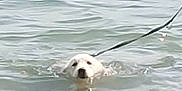 Azur a rejoint le concours — aidez-le/la à gagner de superbes lots ! active, adventure, animal, calm, canine, dog, exercise, floating, head, leash, nature, outdoor, pet, recreation, sea, summer, swimming, water, waves, wet