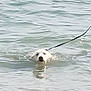 Azur a rejoint le concours — aidez-le/la à gagner de superbes lots ! dog, water, swimming, leash, animal, pet, outdoor, sea, waves, head, canine, nature, summer, active, exercise, wet, calm, floating, recreation, adventure