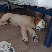 Azur participe au concours pour gagner de l'argent avec cette photo : adidas, animal, bed, calm, cozy, cute, dog, domestic, floor, furniture, indoor, person, pet, puppy, relaxation, resting, shoe, sleeping, white_shoe, wooden_floor