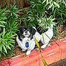 dog, small_dog, black_and_white, pet, animal, portrait, outdoor, garden, plants, greenery, leash, collar, tag, sitting, fluffy, cute, face, eyes, curb, sidewalk