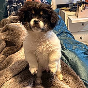 Frankie joined the competition — help win amazing prizes! puppy, dog, pet, fluffy, blanket, bed, person, phone, indoor, cozy, curious, brown, white, fur, cute, small_dog, comfort, relaxation, casual, checkered_shirt