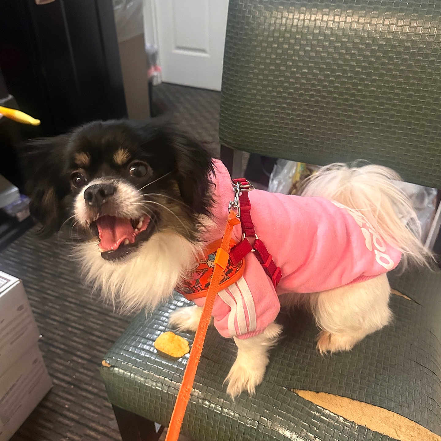 Frankie
