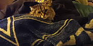 Sweet Pea is registered to the contest to win money with this photo: animal, bedroom, blanket, cat, clothing, comfort, cozy, curious, domestic, fabric, fur, furniture, home, indoor, pet, pile, resting, soft_lighting, texture, warm