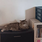 Sweet Pea is registered to the contest to win money with this photo: animal, books, cabinet, calm, cat, domestic, drawer, fluffy, furniture, home, indoor, long_hair, looking, mammal, pet, quiet, relaxed, resting, storage_container, tabby_cat