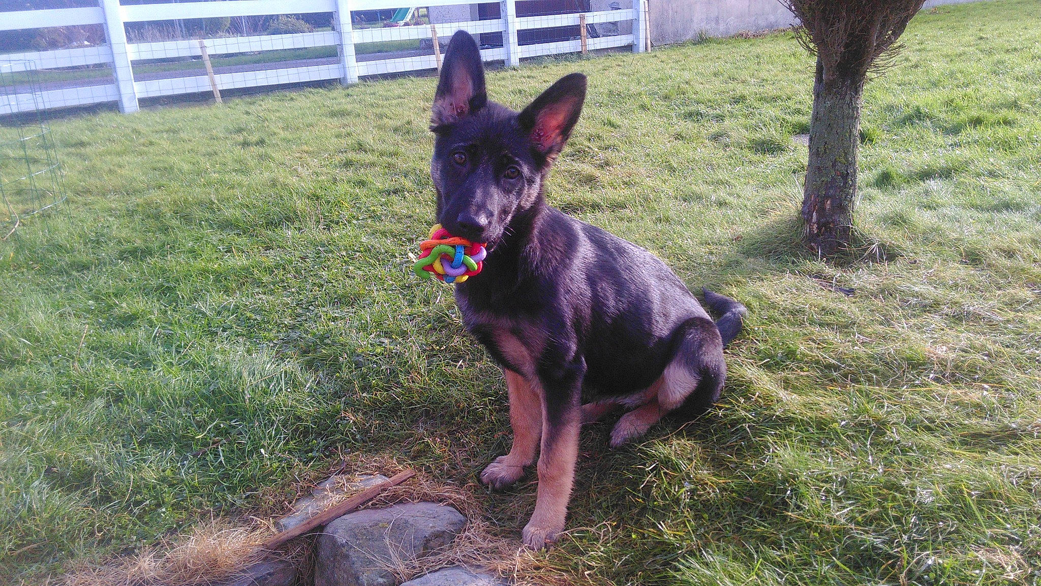 Isis participe au concours pour gagner de l'argent avec cette photo : canidae, carnivore, companion_dog, dog, dog_breed, dog_supply, east_european_shepherd, fawn, fence, grass, guard_dog, hunting_dog, prazsky_krysarik, snout, sporting_group, tail, toy_dog, working_animal, working_dog