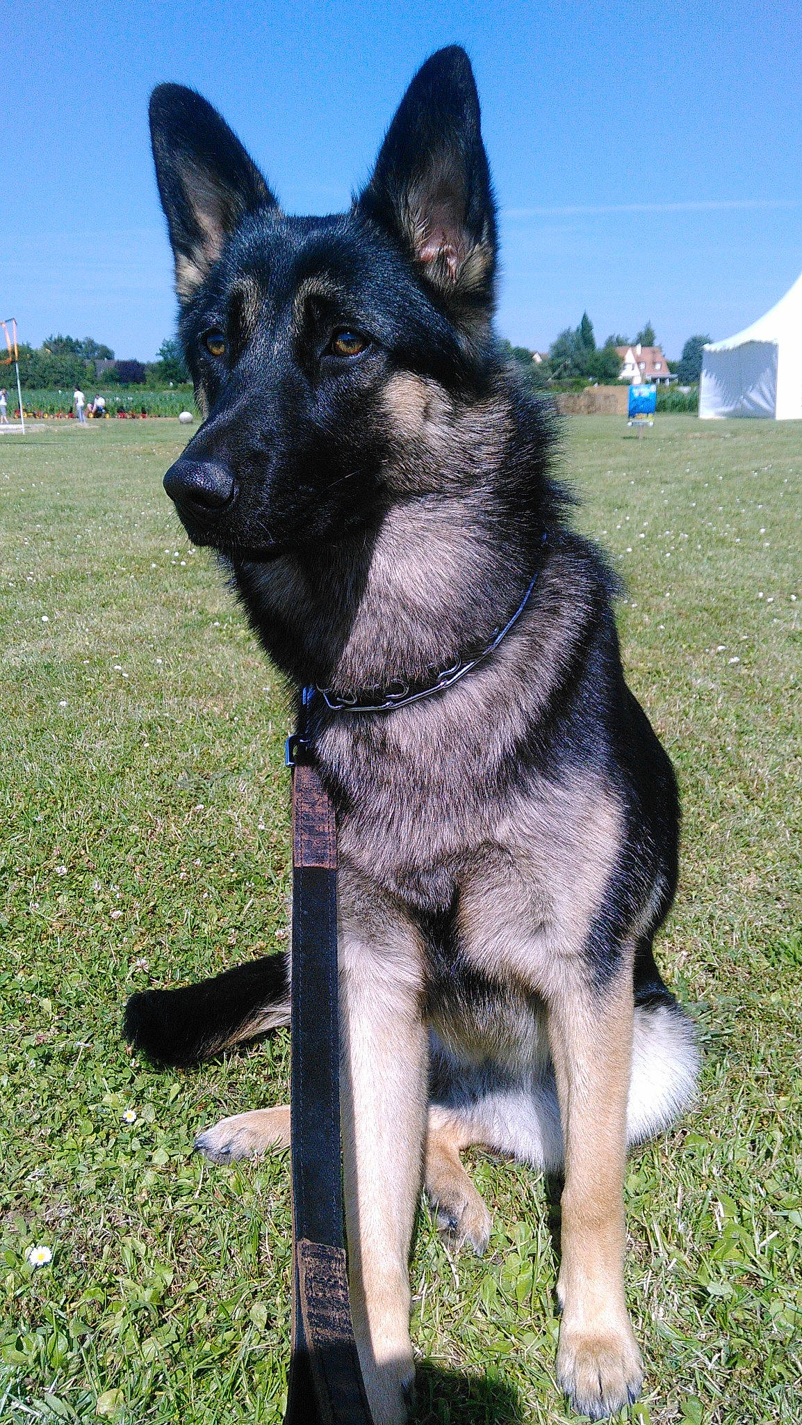 Isis participe au concours pour gagner de l'argent avec cette photo : canidae, carnivore, collar, companion_dog, dog, dog_breed, dog_supply, east_european_shepherd, german_shepherd_dog, grass, herding_dog, king_shepherd, pet_supply, sky, snout, sporting_group, tent, tree, vehicle, working_animal