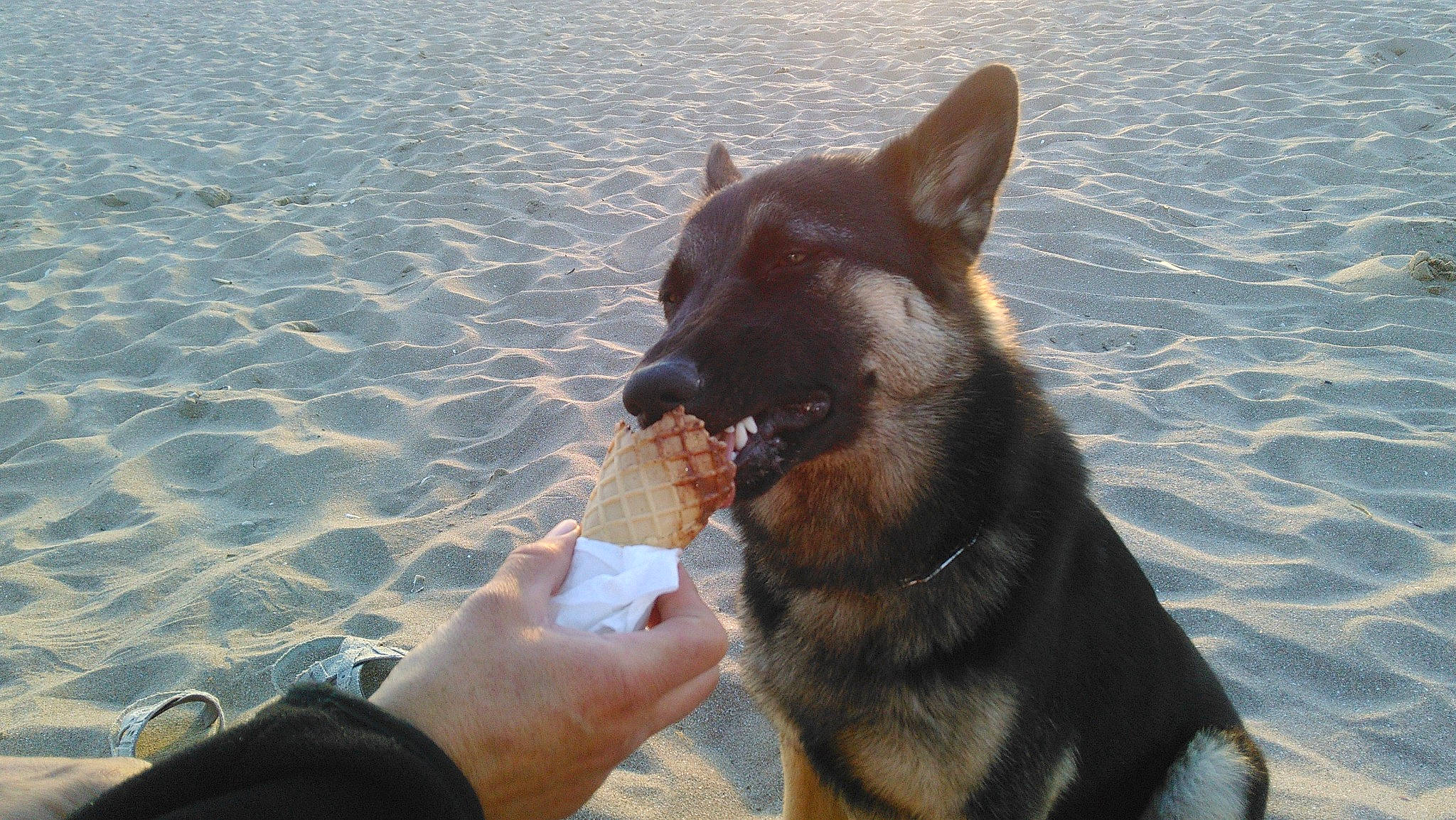 Isis participe au concours pour gagner de l'argent avec cette photo : beach, canidae, carnivore, collar, companion_dog, dog, dog_breed, dog_collar, east_european_shepherd, fawn, fun, gesture, guard_dog, herding_dog, king_shepherd, snout, sporting_group, water, working_animal, working_dog